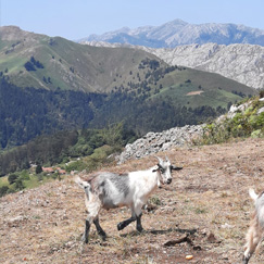 Cabritu de montes asturianos - Productos crnicos de Asturias